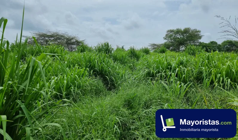 Finca ganadera de 50 ha en El Reten, Magdalena