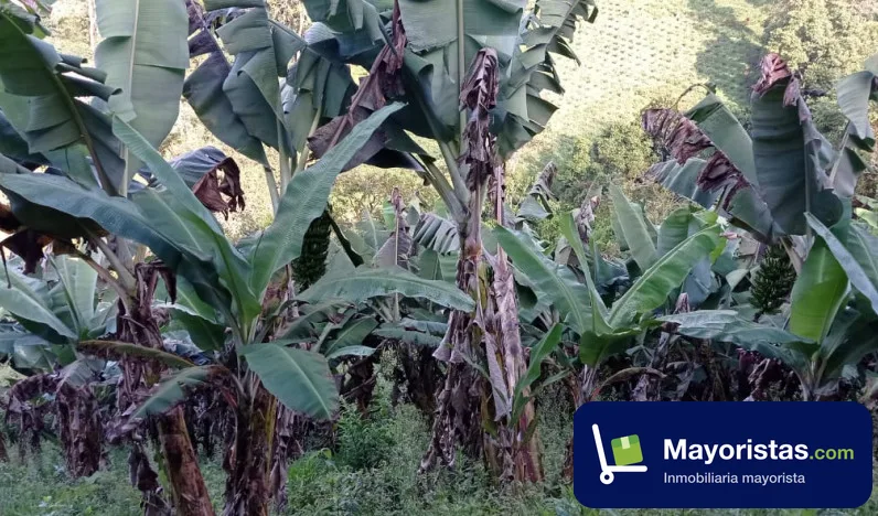 Finca cafetera de 4,6 ha en Fredonia, Antioquia