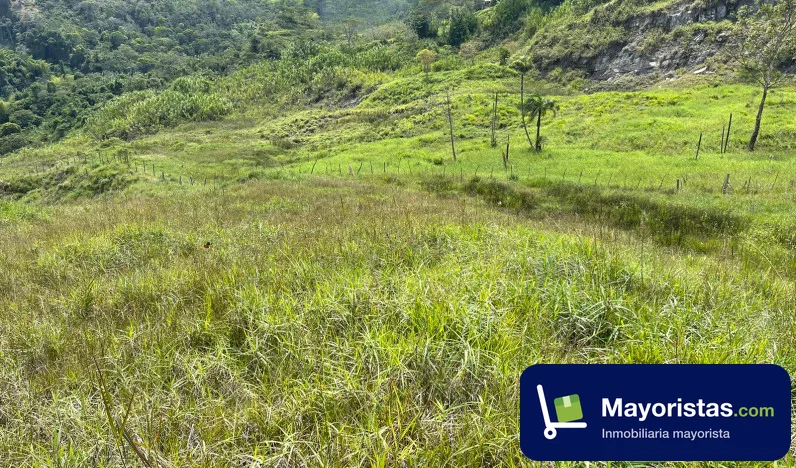 Finca ganadera de 12,8 ha en Venecia, Antioquia