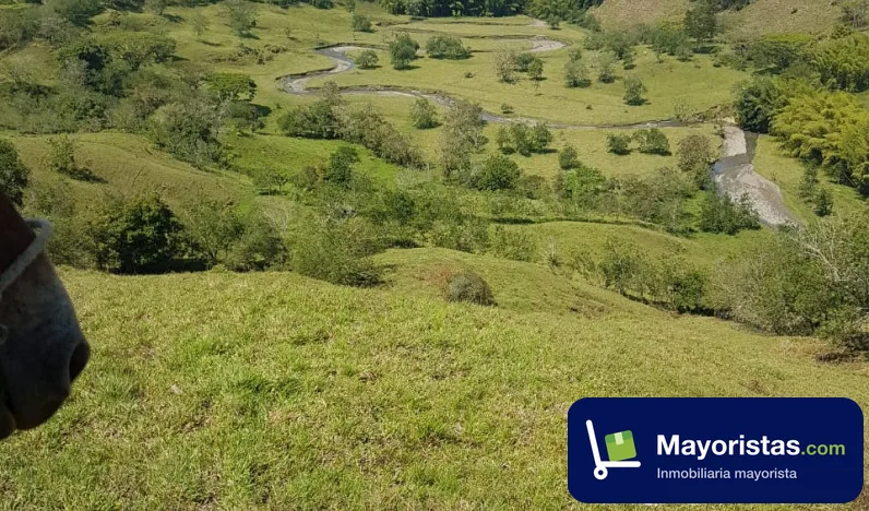 Finca ganadera de 150 ha en Manizales, Caldas