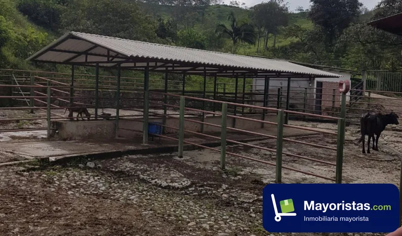 Finca ganadera de 150 ha en Manizales, Caldas — foto 9 de 10