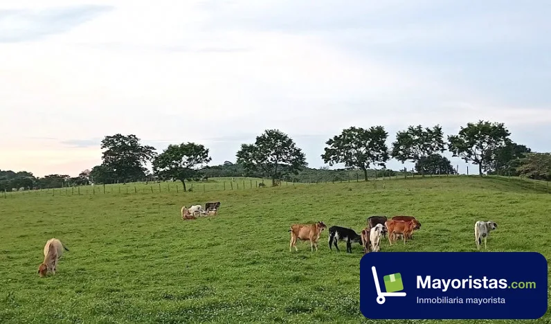 Finca ganadera de 123 ha en Montelíbano, Córdoba