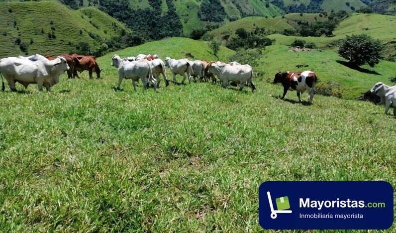 Finca ganadera de 500 ha en Amalfi, Antioquia