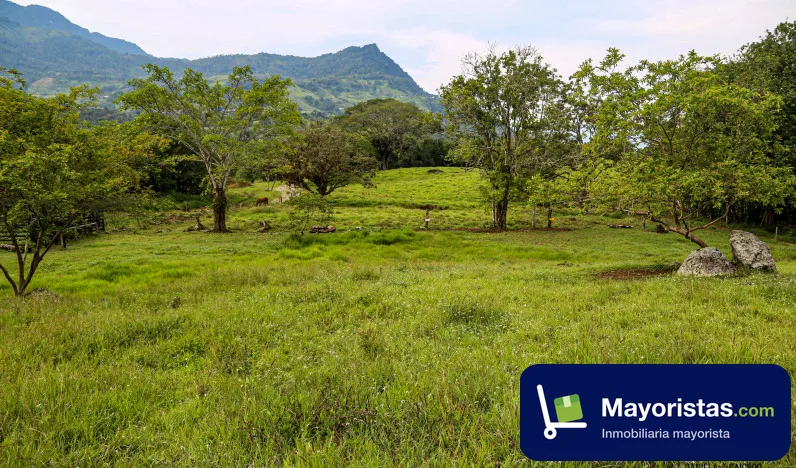 Lote de 3,0 ha en Támesis, Antioquia