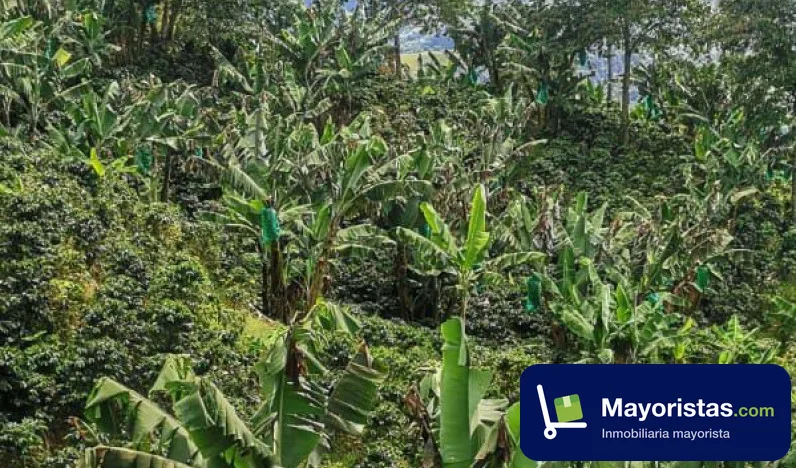 Finca cafetera de 20,5 ha en Andes, Antioquia