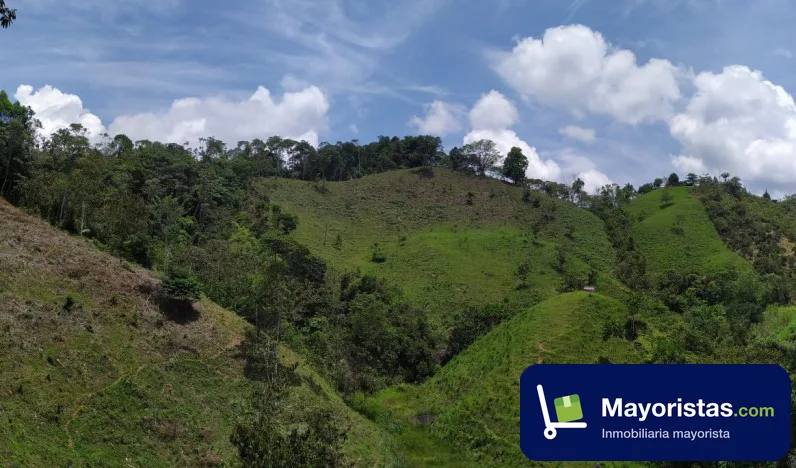 Finca cafetera de 14 ha en San Roque, Antioquia