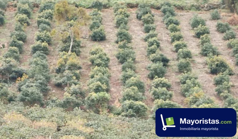 Finca agrícola de 7,7 ha en Fusagasugá, Cundinamarca