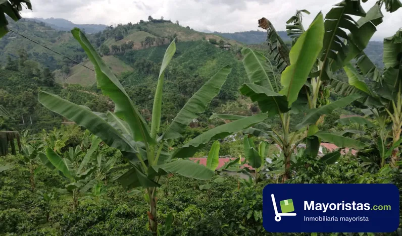 Finca cafetera de 12 ha en Manizales, Caldas