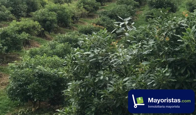 Finca agrícola de 30 ha en Abejorral, Antioquia