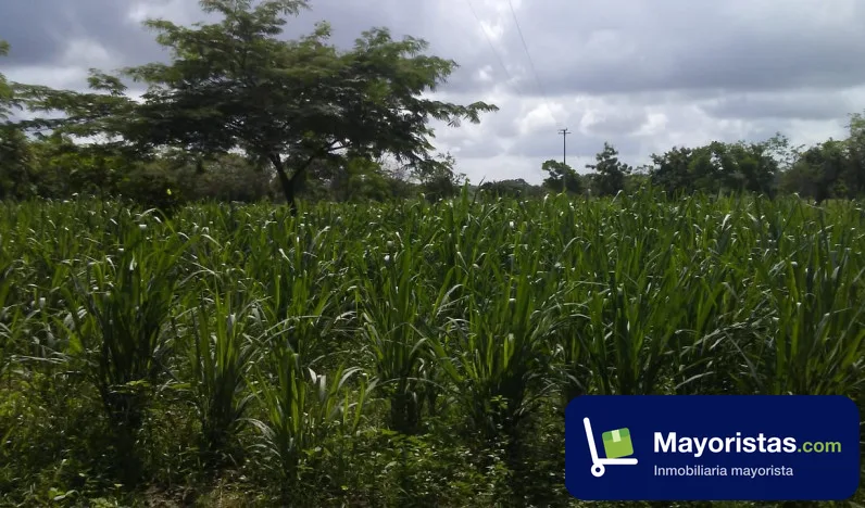 Finca ganadera de 14,9 ha en Polonuevo, Atlántico