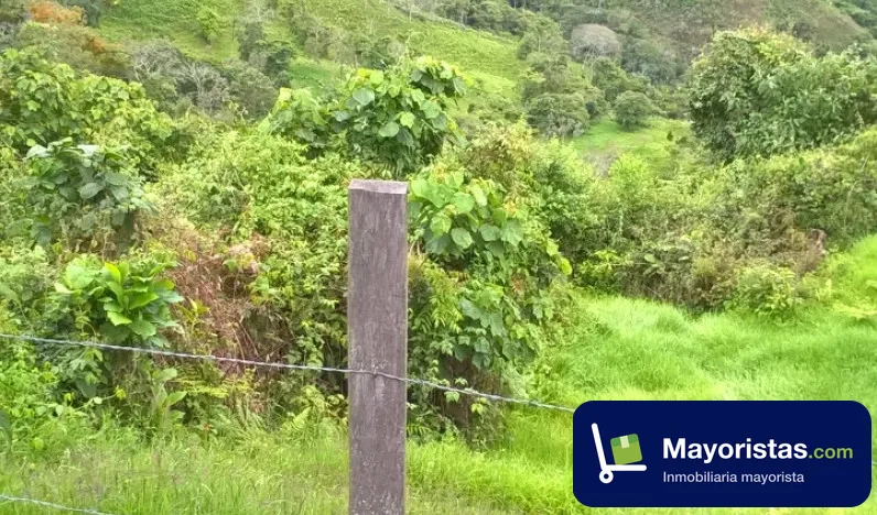 Finca ganadera de 80 ha en Génova, Quindío — foto 9 de 10