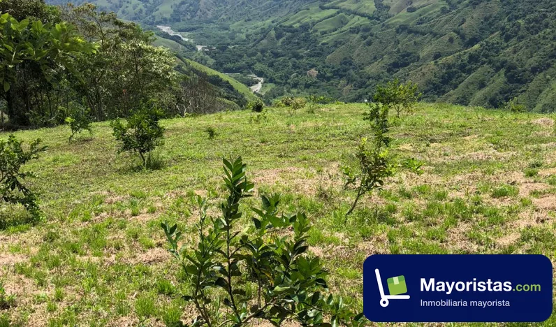 Finca ganadera de 147,2 ha en Ansermanuevo, Valle del Cauca