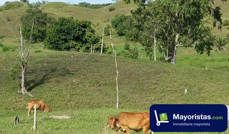 Finca ganadera de 400 ha en Puerto Boyacá, Boyacá — foto 9 de 10