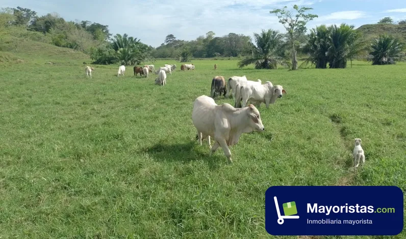 Finca ganadera de 106,8 ha en Puerto Boyacá, Boyacá