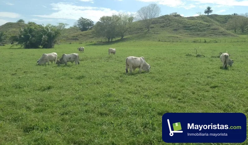 Finca ganadera de 106,8 ha en Puerto Boyacá, Boyacá — foto 9 de 10