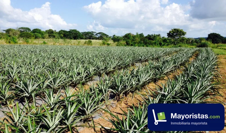 Finca agrícola de 12,6 ha en Arjona, Bolívar