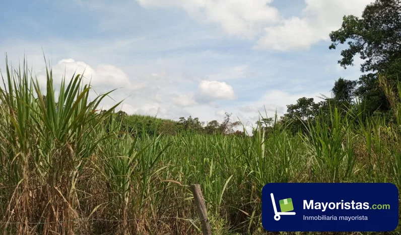 Finca agrícola de 34 ha en Mogotes, Santander