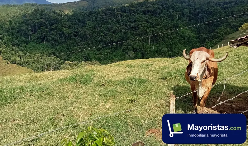 Finca ganadera de 100 ha en Yalí, Antioquia