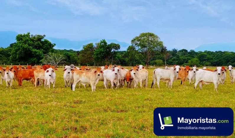 Finca ganadera de 200 ha en San Martín, Meta