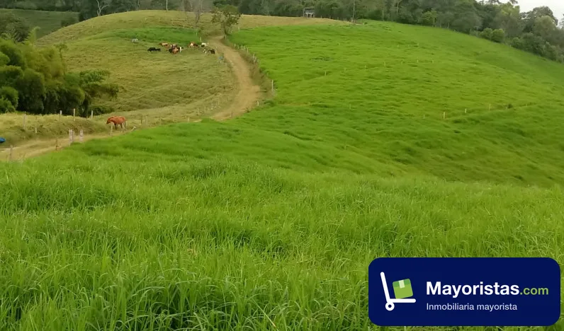 Finca ganadera de 14,1 ha en Circasia, Quindío