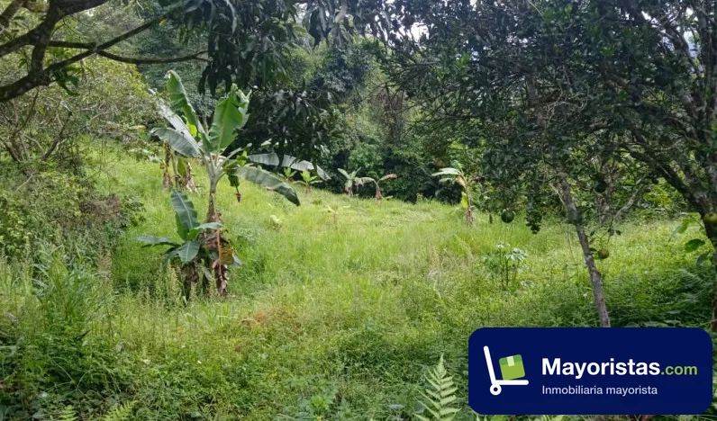 Finca ganadera de 2,8 ha en San Francisco, Antioquia