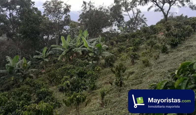 Finca cafetera de 12,1 ha en Tarso, Antioquia