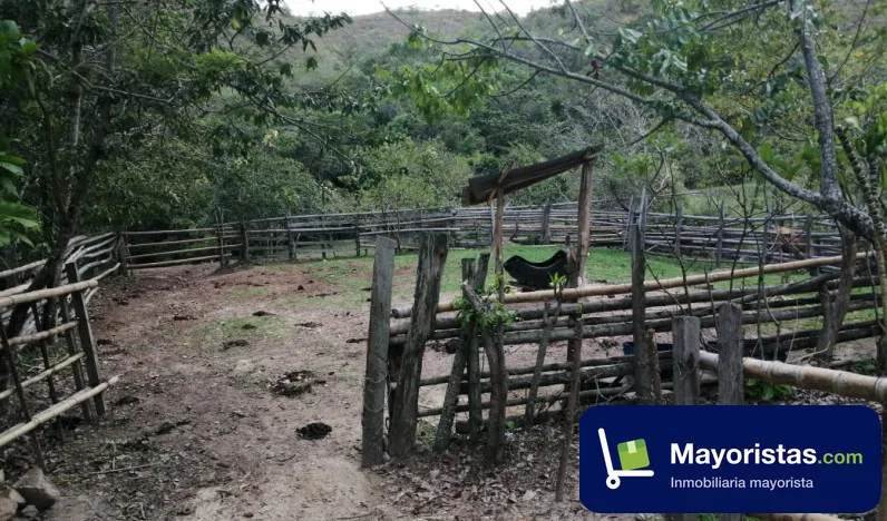 Finca ganadera de 123,5 ha en Rovira, Tolima — foto 9 de 9