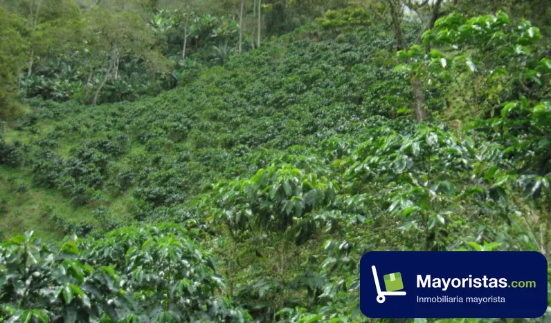Finca cafetera de 53,7 ha en Támesis, Antioquia