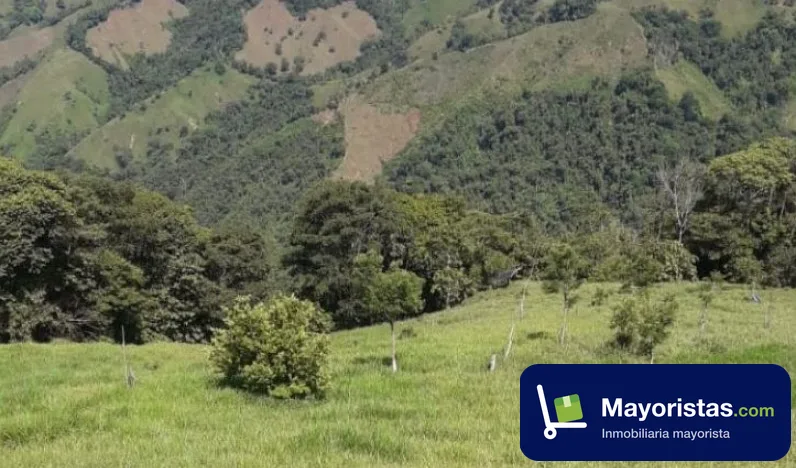 Finca ganadera de 230 ha en Puerto Nare, Antioquia