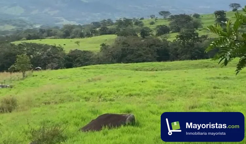 Finca ganadera de 23,1 ha en Fredonia, Antioquia