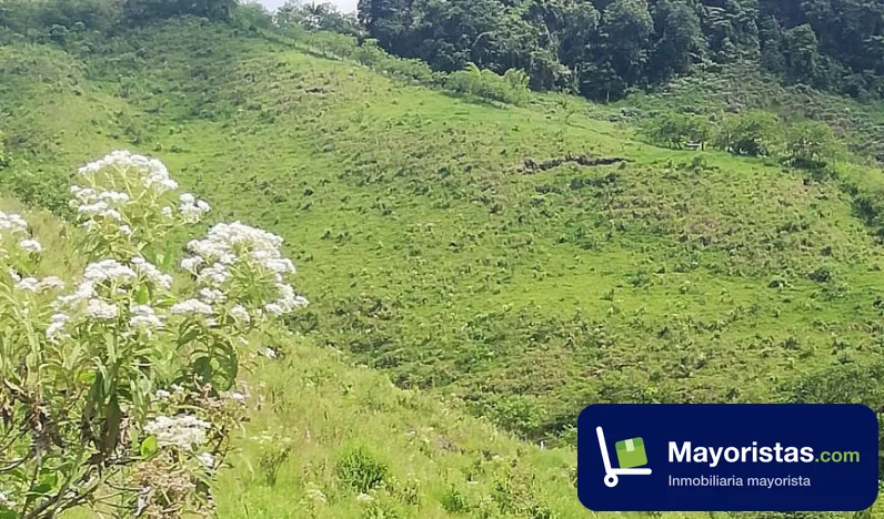 Finca ganadera de 37,1 ha en La Virginia, Risaralda — foto 9 de 10