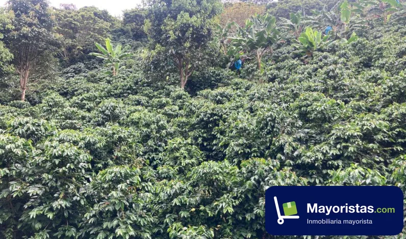 Finca cafetera de 20 ha en Dabeiba, Antioquia