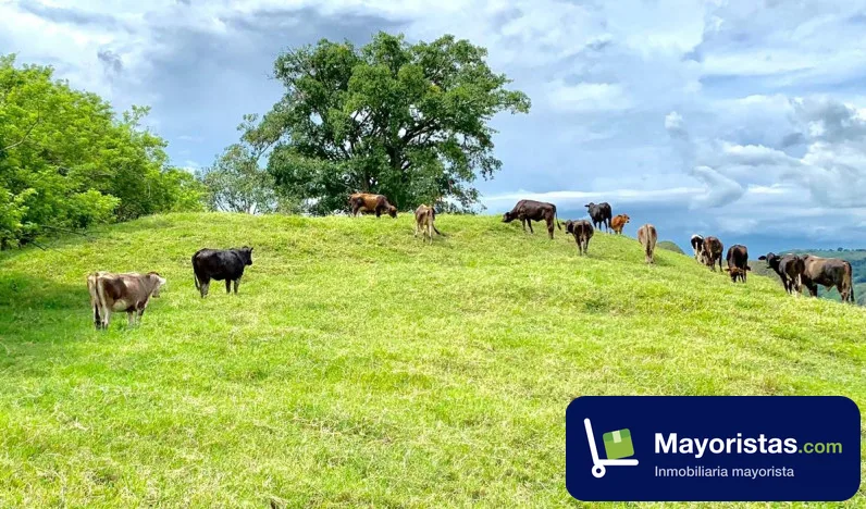 Finca ganadera de 275,2 ha en La Victoria, Valle del Cauca