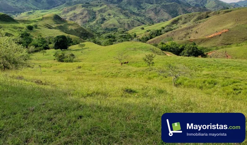 Finca ganadera de 125,4 ha en Viterbo, Caldas