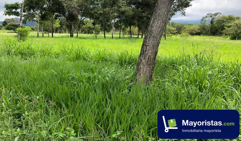 Finca ganadera de 18,5 ha en Gamarra, Cesar