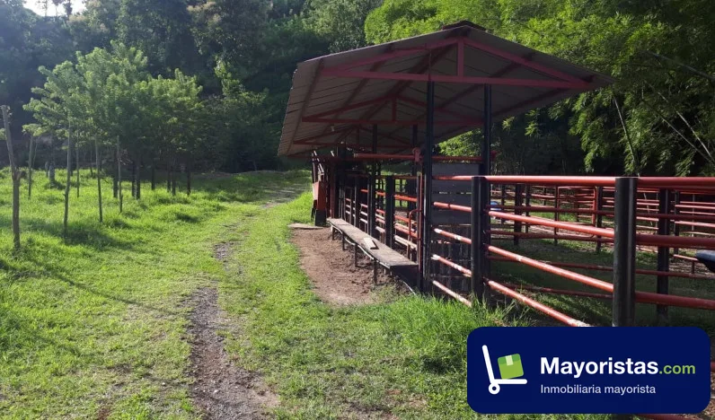 Finca ganadera de 68,5 ha en La Virginia, Risaralda