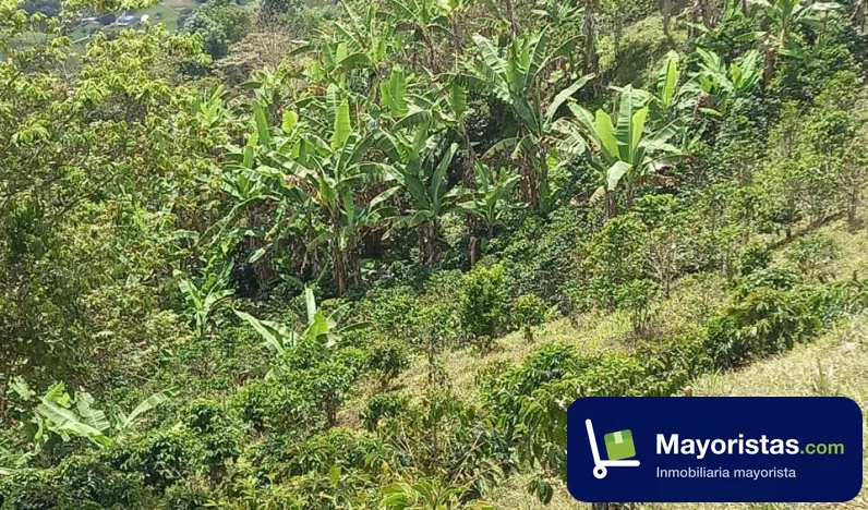 Finca cafetera de 1,3 ha en Tuluá, Valle del Cauca