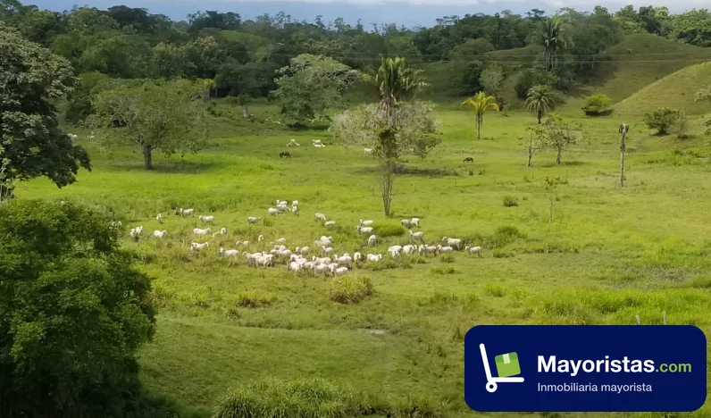 Finca ganadera de 425 ha en Puerto Boyacá, Boyacá