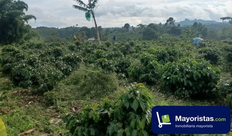 Finca cafetera de 21 ha en Quimbaya, Quindío