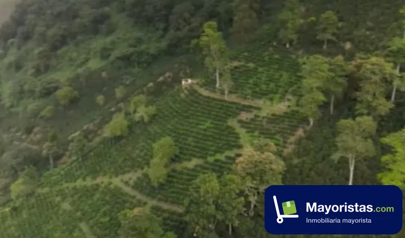 Finca cafetera de 85 ha en Betulia, Antioquia
