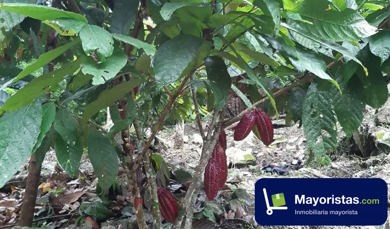 Finca agrícola de 12 ha en San Vicente de Chucurí, Santander