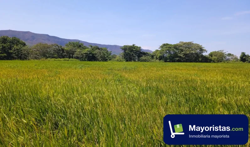 Finca agrícola de 5 ha en Espinal, Tolima