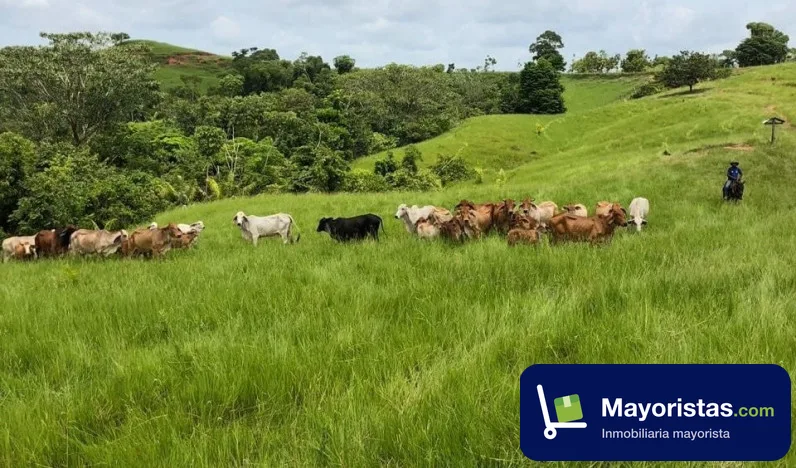 Finca ganadera de 423 ha en Caucasia, Antioquia