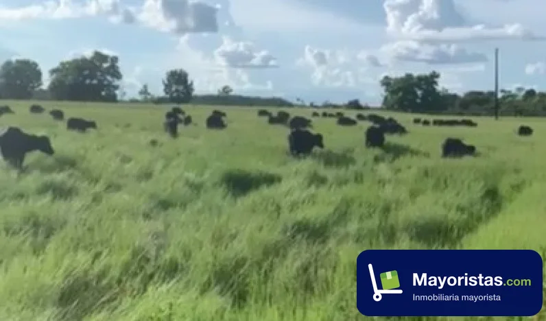 Finca ganadera de 250 ha en Puerto Libertador, Córdoba