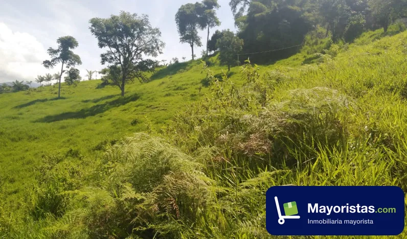 Finca ganadera de 128 ha en Viterbo, Caldas — foto 9 de 9