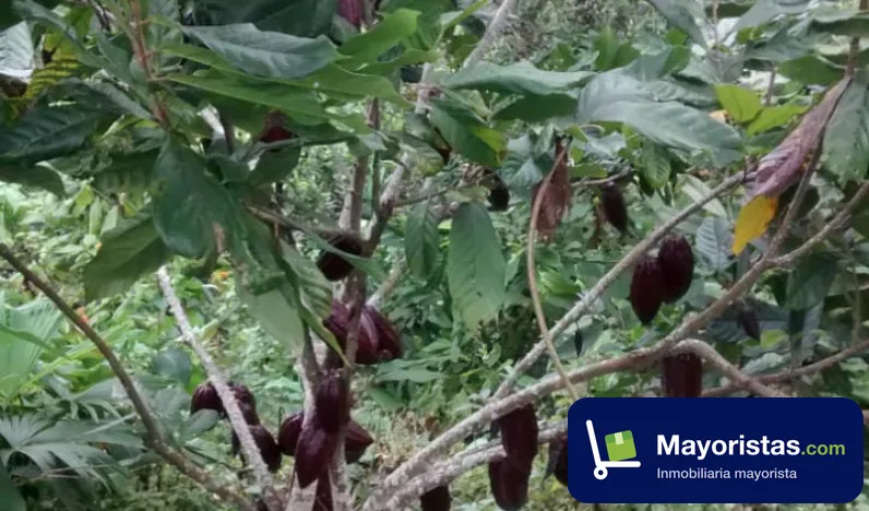 Finca cafetera de 12 ha en Rionegro, Santander