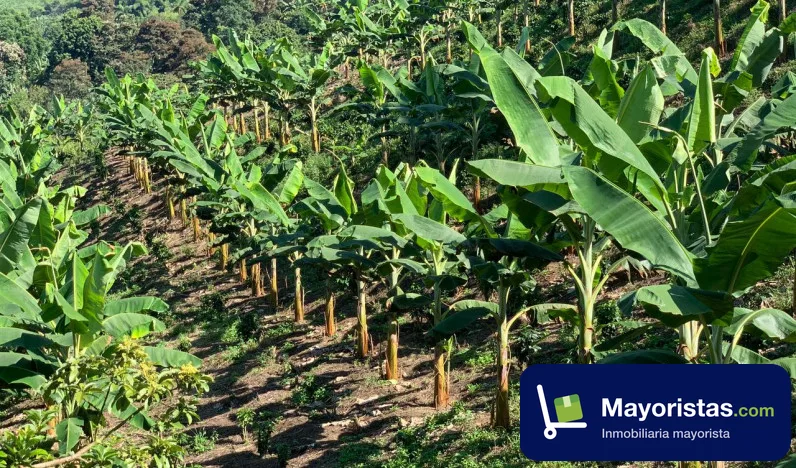 Finca cafetera de 20,2 ha en Caicedonia, Valle del Cauca