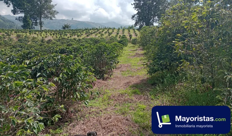 Finca cafetera de 60 ha en Villamaria, Caldas