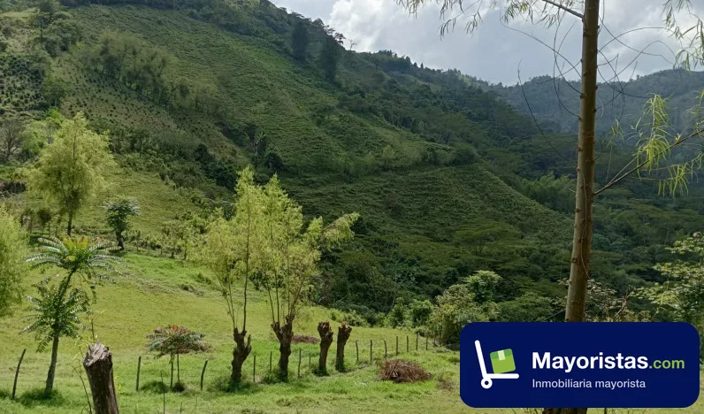 Finca cafetera de 60 ha en Villamaria, Caldas — foto 10 de 10