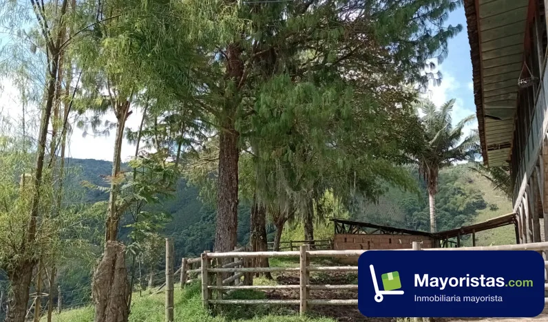 Finca cafetera de 60 ha en Villamaria, Caldas — foto 9 de 10